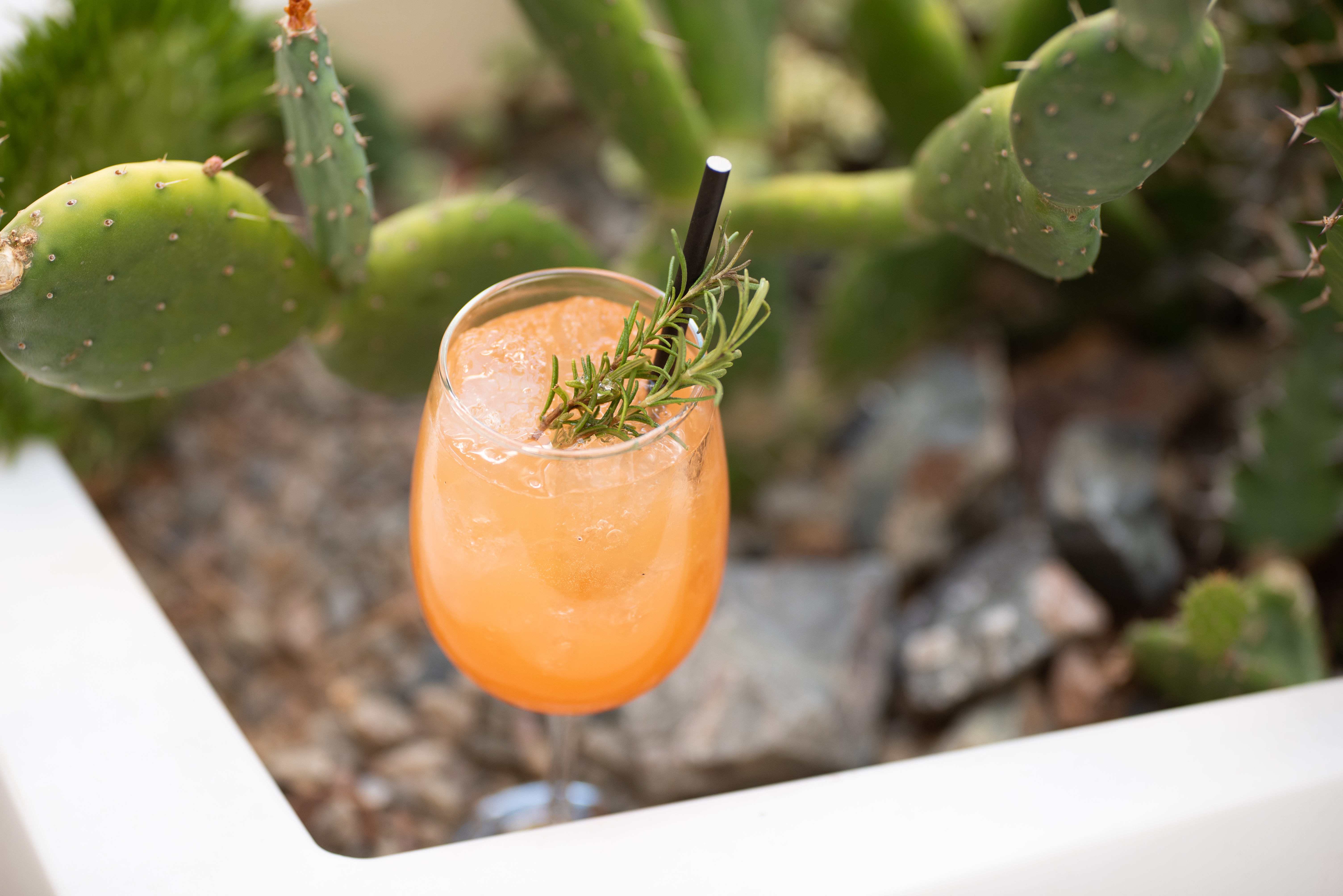 Cocktail And Succulent